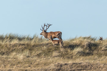 Rotwild an der ostsee