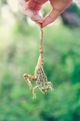 frog crazy