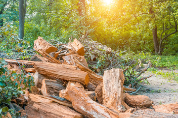 Heap of old felled tree stumps on the edge of the forest, garbage dump.