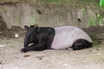 Malayan tapir (Tapirus indicus), a wildlife animal resting