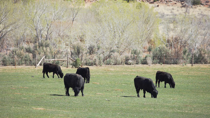 Free range livestock cows eating grass in meadow