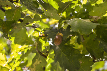 An acorn on the branch of oak tree.