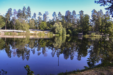 Obraz premium The forest landscape at autumn. The peaceful place in the forest.