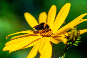 Bumblebee collects pollen from a flower