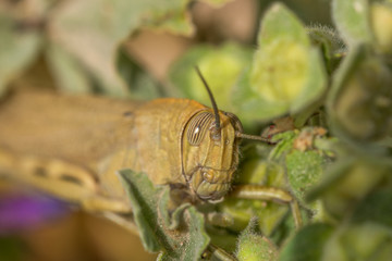 Green Grasshopper Hiding Behind grass in a bush. Horizontal. Shallow depth of field. Side view space for text