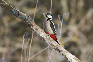 Great spotted woodpecker sits on a dry branch of oak in a natural habitat.