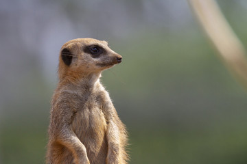 meerkat on guard