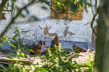 Kury © Piotr_Kardas