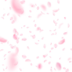Sakura petals falling down. Romantic pink flowers falling rain. Flying petals on white square backgr