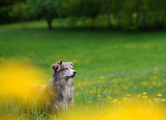 yellow dog, cute Shepherd dog between yellow flowers