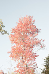 Obraz na płótnie Canvas Autumn fall leaves leafs
