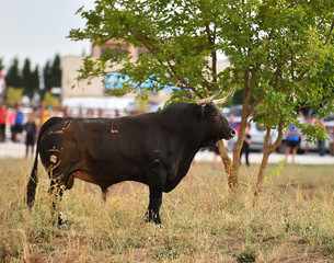 toro en españa