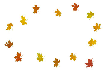 Multi-colored maple leaves on a white background