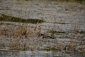 Wood Duck in marsh