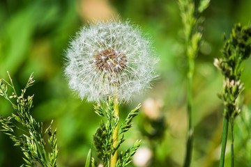 White dandelion in foliage is macro