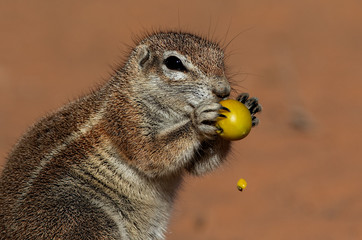 ground squirrel's Kgalagadi