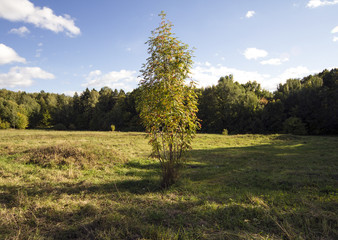 tree in a field