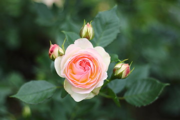 Closeup of the pink rose (Pastella) in the rose garden.