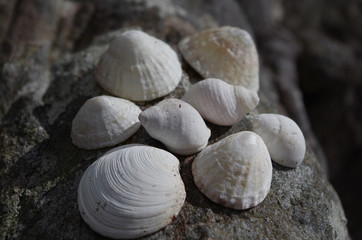 Beautiful white shells