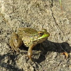 Green frog