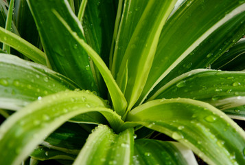 Fototapeta na wymiar Spider Plant with morning light and water drops. Spider Plant 1 from Top 10 NASA Approved Houseplants for Improving Indoor Air Quality. 