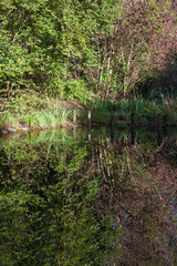 Spiegelung im Wasser