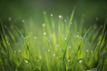 green fresh grass with morning dew waterdropplets filled frame background