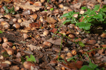Herbst Eicheln Nüsse