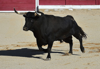 toro en españa