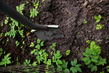 The shovel is stuck in the ground in the garden