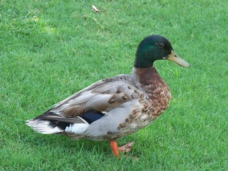 duck on grass
