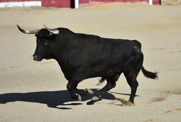 bull  in spain running in bullring