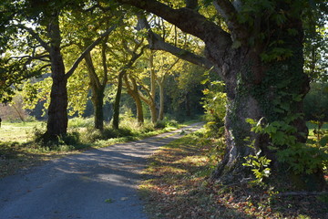 Bouaye - Allée d'arbres au Domaine du Château de la Mévellière