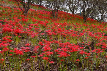 風の郷公園の彼岸花