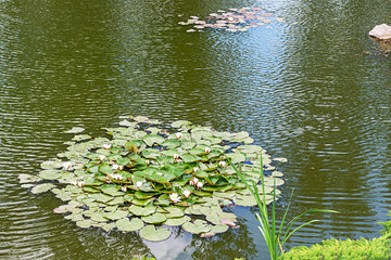 Obraz na płótnie Canvas Water lily blooms in the pond. 