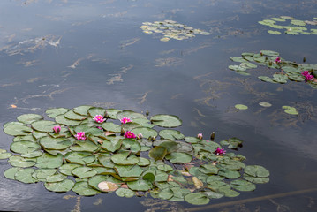 Water lily blooms in the pond.
