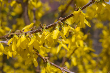 forsythia