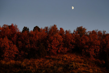 Red Foliage Plants Growth Autumn with Sky and Moon