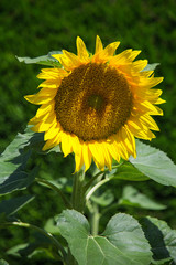 Fototapeta premium Tournesol