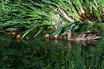 Ducklings learning to swim