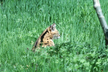 le cerval