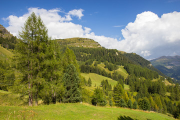 Naklejka premium pastures in Alps, South Tirol, Italy