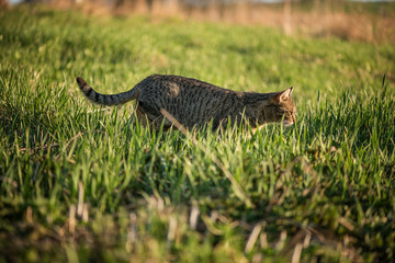 cat walking on a green grass outdoors