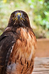 Red tailed hawk
