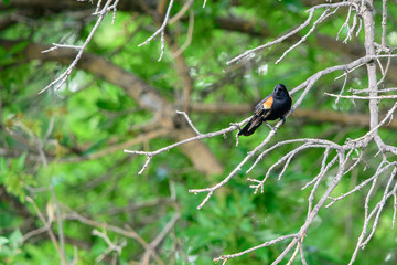 Red winged blackbird on a branch