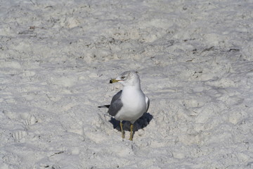 Ring Billed Gull, bird, gull, gray, white, nature, wildlife