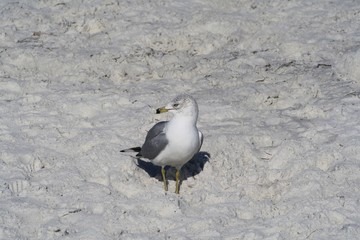 Ring Billed Gull, bird, gull, gray, white, nature, wildlife