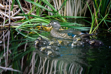 Ducklings learning to swim