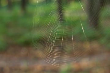 soft focus spider web nature background