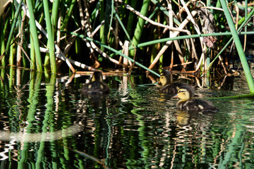 Ducklings learning to swim